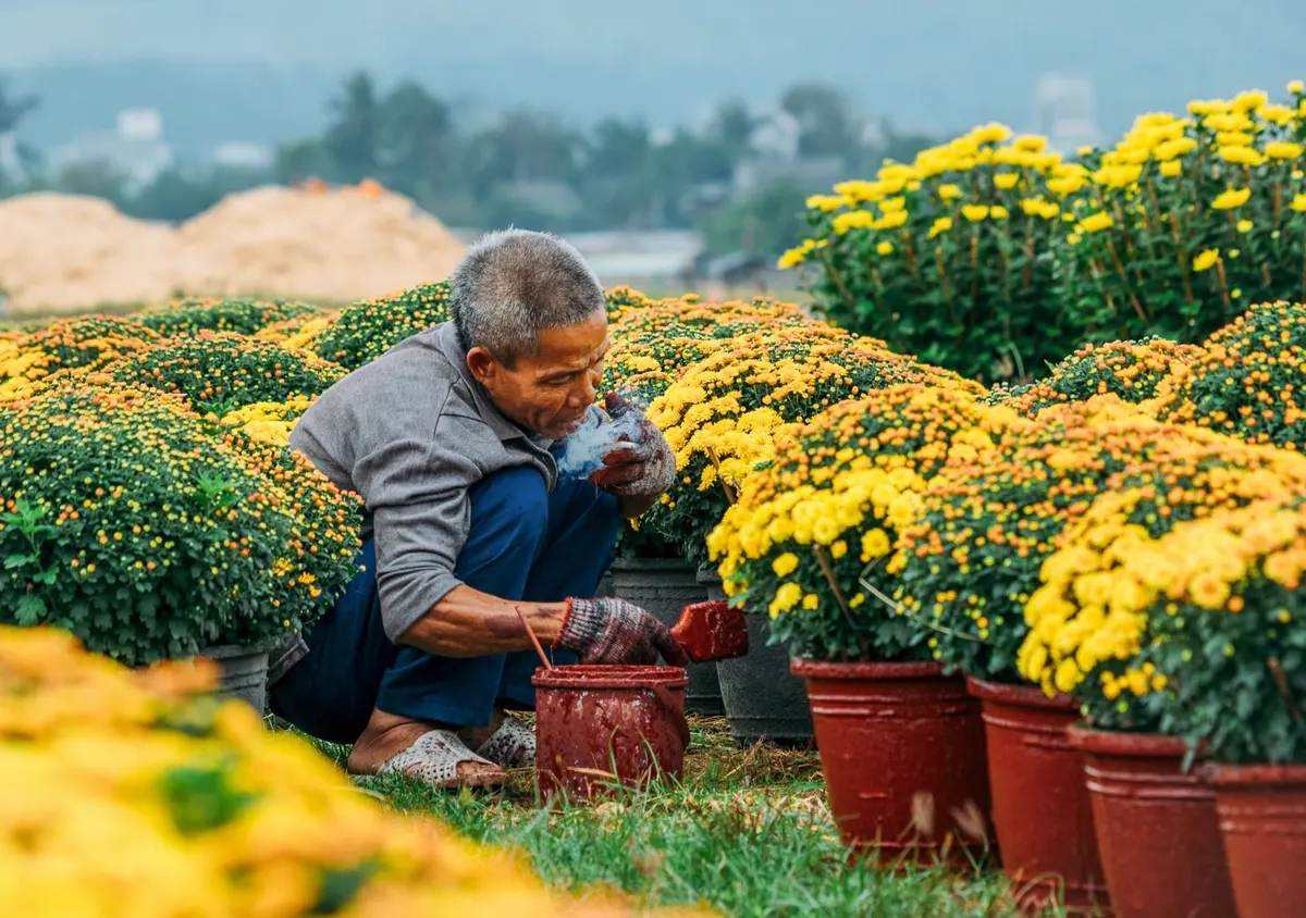 Người trồng cúc chăm sóc các chậu hoa trong vườn