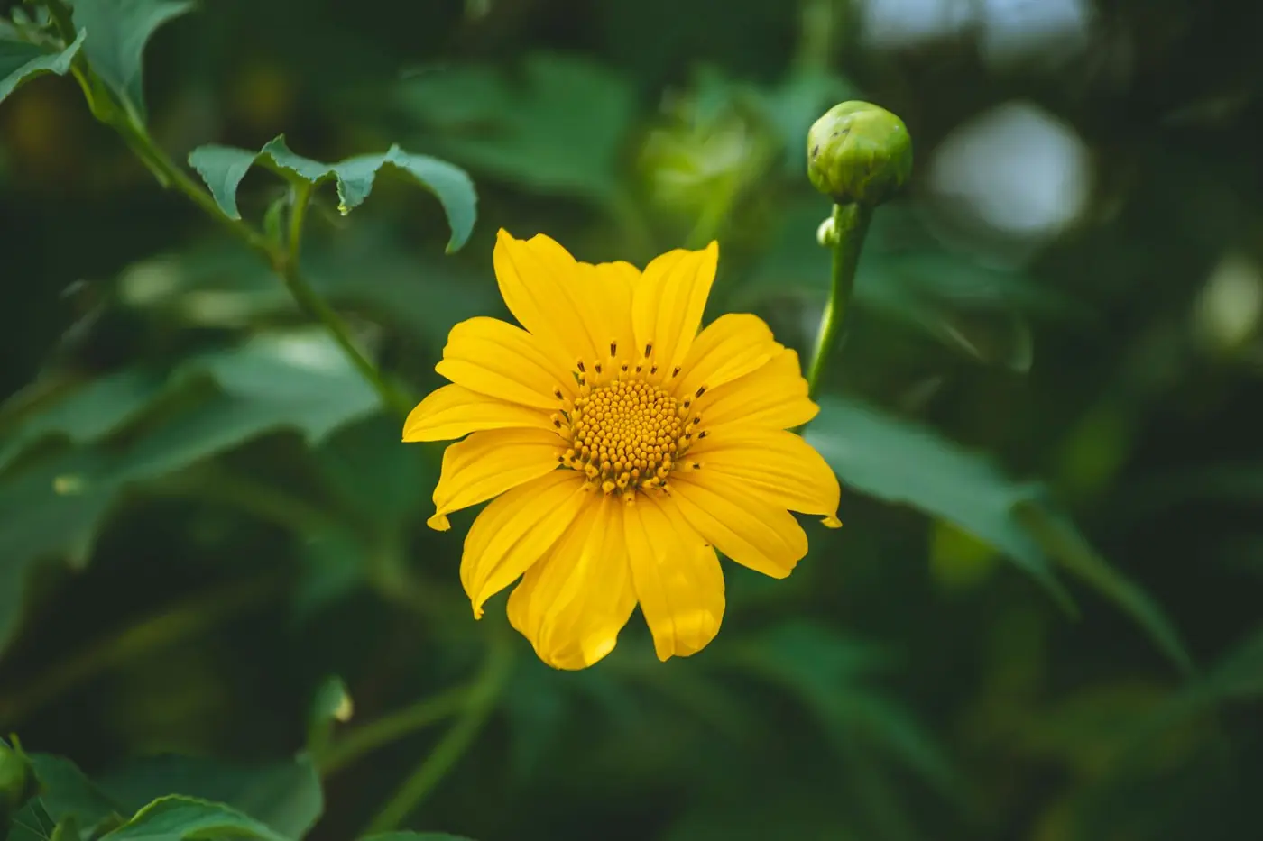 Hoa dã quỳ Đà Lạt 2026: mùa nở và 6 cung đường vàng đẹp Hoa dã quỳ Đà Lạt 2026: mùa nở và 6 cung đường vàng đẹp