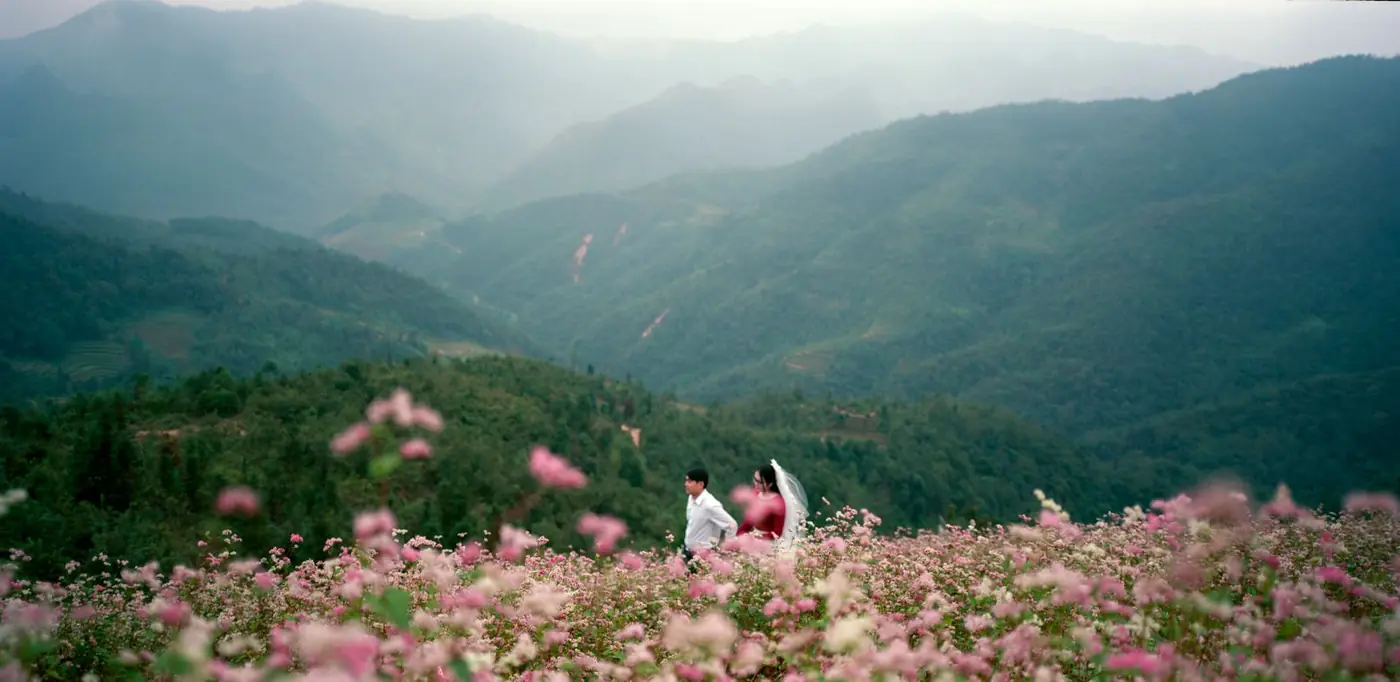 Đồi hoa tam giác mạch Hà Giang nở hồng dưới chân núi