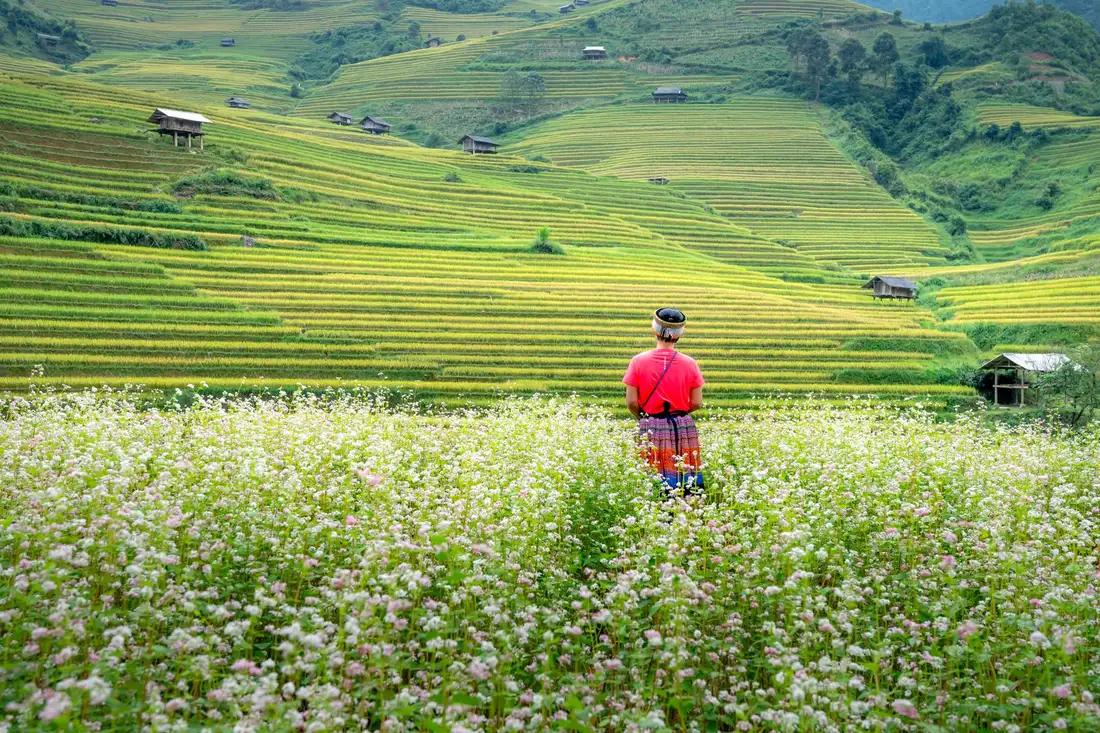 Người phụ nữ dân tộc đứng giữa cánh đồng hoa tam giác mạch Hà Giang nhìn ra ruộng bậc thang