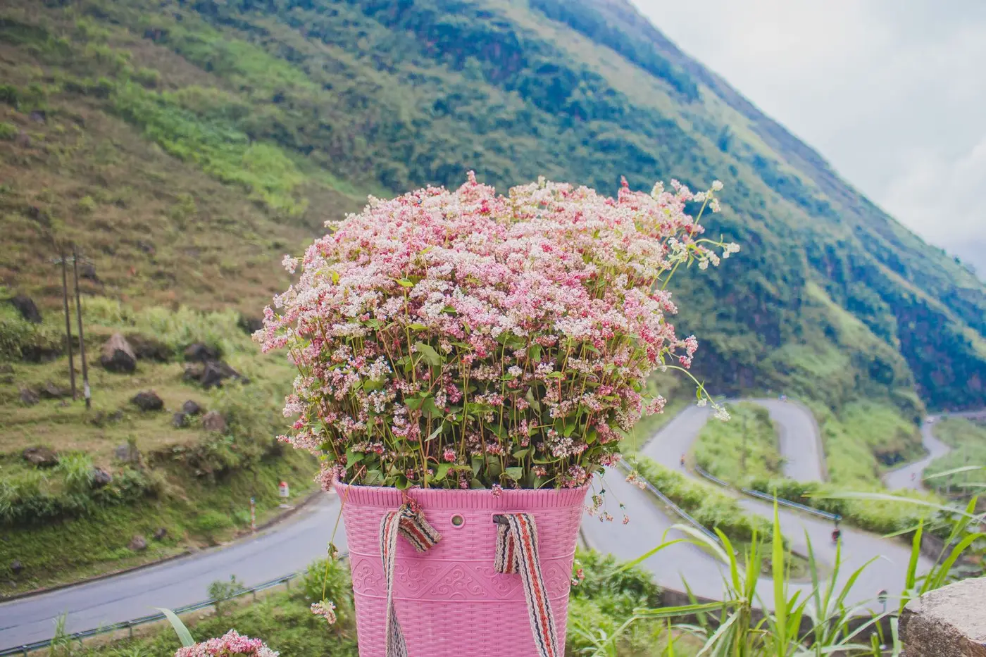 Giỏ hoa tam giác mạch đặt trên đường đèo vùng cao Hà Giang