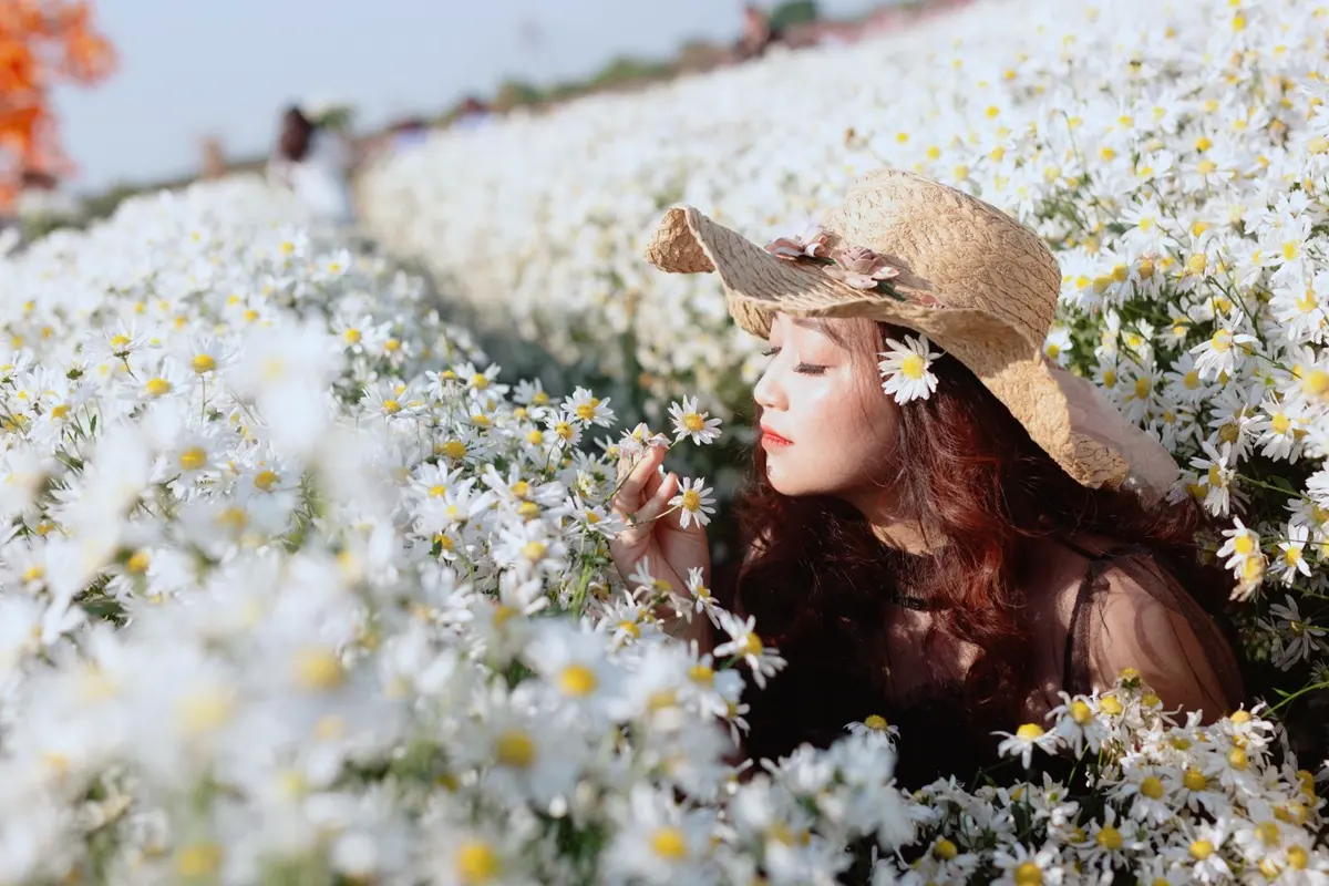 Người phụ nữ đội nút giữa vườn cúc họa mi trắng